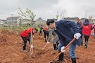 武陵区政协机关干部开展春季义务植树活动